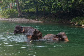 the elephants in the national park