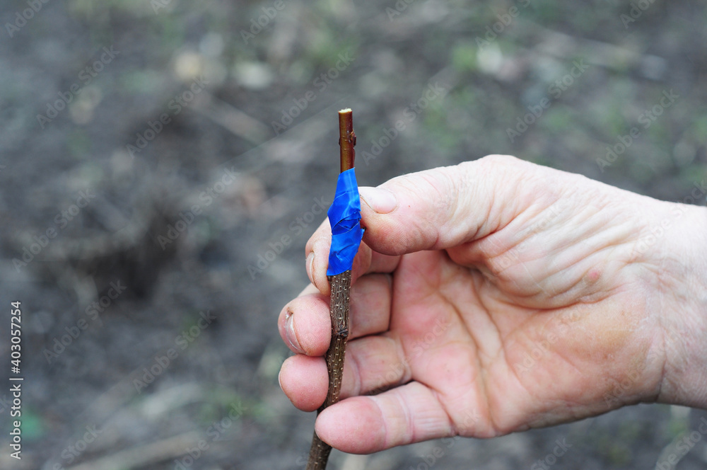 Poster Propagating fruit trees and introducing new apple or pear variety: A gardener is grafting a fruit tree in home orchard, using a sharp knife and an adhesive tape to join the scion to the rootstock.