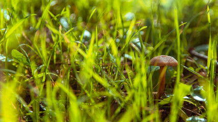Small orange mushroom Rickenella fibula growing in the moss. Also known as Omphalina fibula. Inedible wild mushroom.