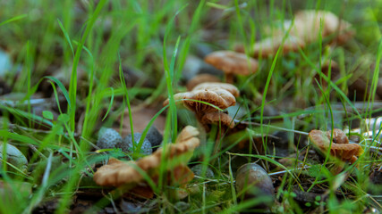 Small orange mushroom Rickenella fibula growing in the moss. Also known as Omphalina fibula. Inedible wild mushroom.
