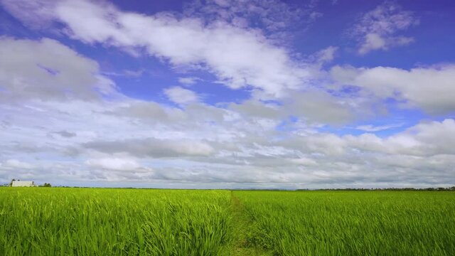 Timelapse of a blue sky with moving cloud and green paddy field at Alor Setar, Malaysia. 