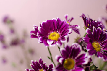 flowers on a pale pink background