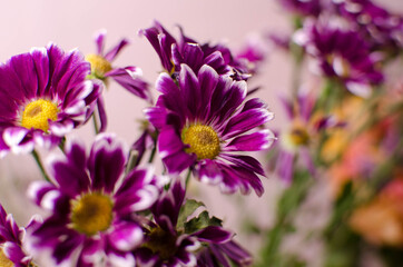 flowers on a pale pink background