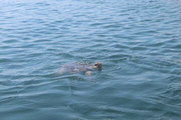 Obraz premium Giant turtle swims in the sea