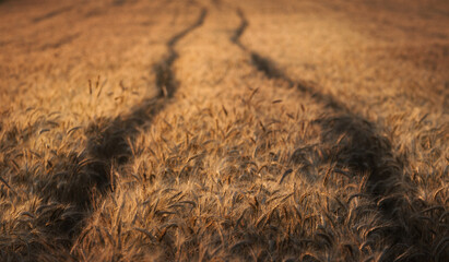 brown background © Sieku Photo