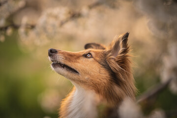Close up portrait of a shetland shepherd in a cherry blossom, spring, summertime, flowers