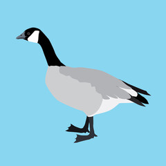 

A vector illustration af a Canada goose cut out on a light blue background