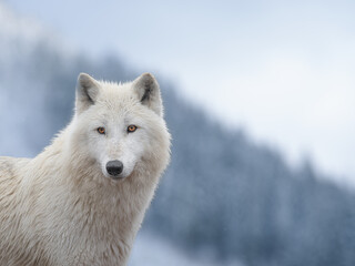 portrait of a white wolf standing on top of a mountain against the background of a snowy forest © fotomaster