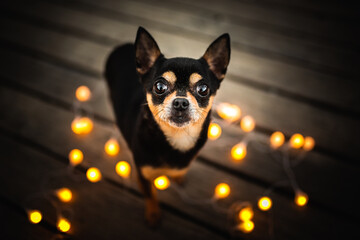 Zwergpinscher on a bridge looking up with little lights, warm mood, tiny dog, small dog, intense look