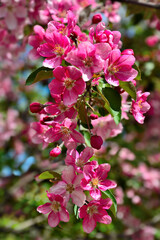 Blossoming spring branch of apple tree with bright pink flowers