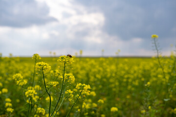 Obraz premium Bee sitting on canola flowers on a blurred сanola field background. Scenic yellow field