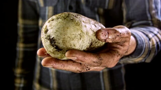 Close up shot of freshly harvested turnips with dirt in the hands of the farmer with black background. Filmed in slow motion.