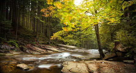 autumn in the forest