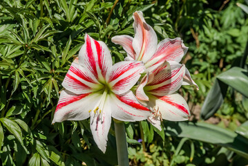 Hippeastrum (Hippeastrum hybrida) in greenhouse