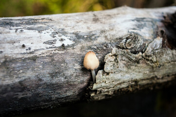 Una seta sale de la corteza de un tronco