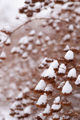 snow-covered ornamental shrub in a winter park