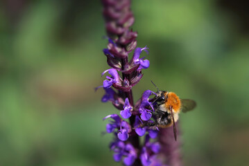 Bee sucks the nectar of a flower