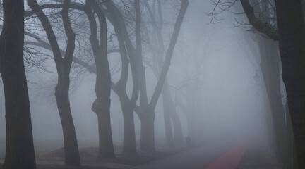 fog in the forest © Sieku Photo