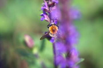 Bee sucks the nectar of a flower