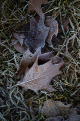 leaf on the ground