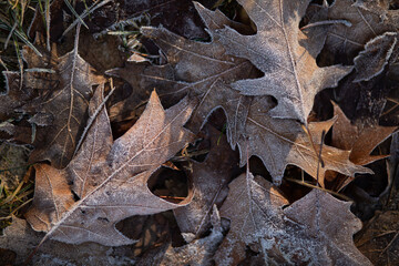 oak leaf in autumn