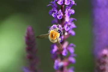 Bee sucks the nectar of a flower