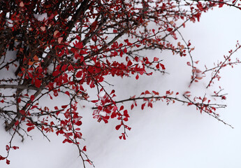shrub with red leaves covered with snow