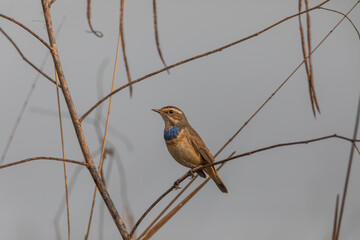 Bluethroat (Luscinia svecica) at Bosipota, Hoogly, West Bengal, india.
