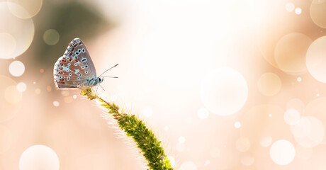 Schmetterling im Gegenlicht. Sommerliches Schmetterlingsbild.