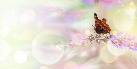 Abstract Butterfly header/banner. Colorful butterfly sitting on Flowers.