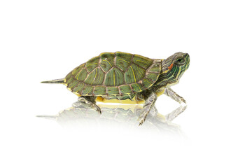 green turtle isolated on white background