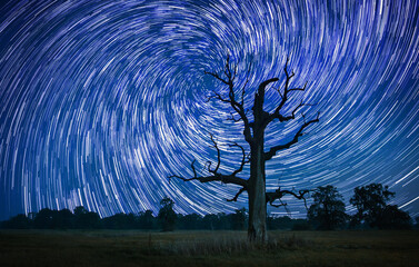 tree in the night © Sieku Photo