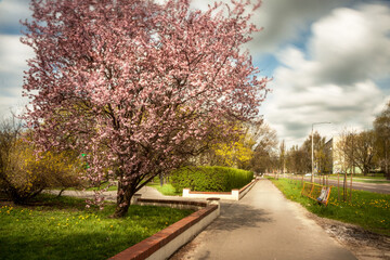 Naklejka premium spring in the park