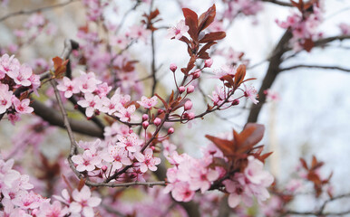 Blossoming cherry branch. Hello spring.