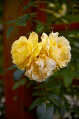 Beautiful perfect yellow roses as a close-up.