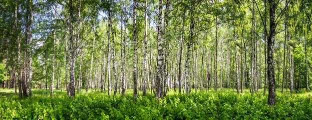 Gardinen Birkenhain an einem sonnigen Sommertag, Landschaftsbanner, riesiges Panorama © rustamank