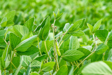 Rural landscape - field the soybean (Glycine max) in the rays summer sun, closeup