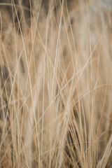 Grasses