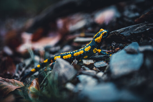 Feuersalamander, Salamandra salamandra