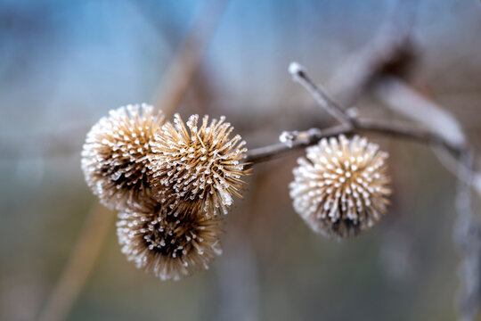 Carduus acanthoides - dry thistle fruits on a twig covered with hoarfrost in the background beautiful blue bokeh.