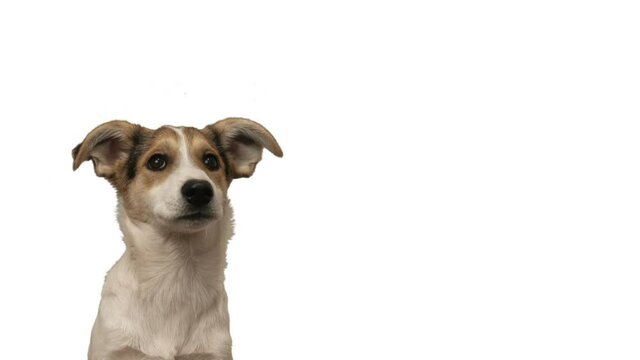 dog looks on white background