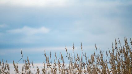 Fototapeta premium Reed plants in front of a cloudy sky