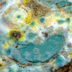 Moldy piece of cake on a dark blue plastic cake plate against dark background
