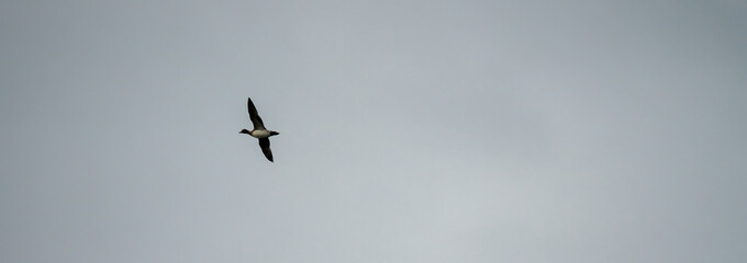 Flying duck panorama