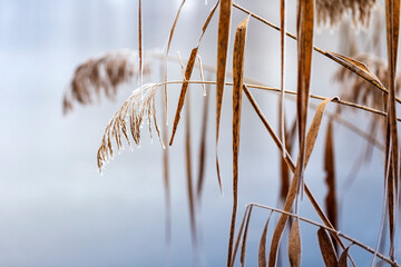 Phragmites - massive reed stalks, covered with hoarfrost and growing on the edge of a pond. In the...