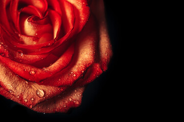 Macro shot of a red rose on a black background, a gift for Valentine's Day, March 8, Mother's Day
