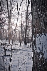 Winter walk through the forest with snow covered trees