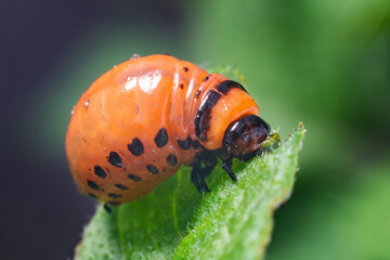 Colorado potato beetle larvae eats potato leaves, damaging agriculture
