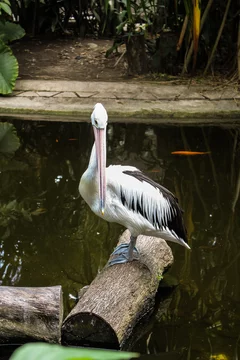 Great white pelicans sit on a tree