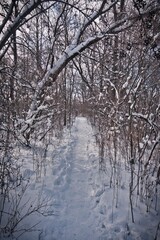Winter walk through the forest with snow covered trees